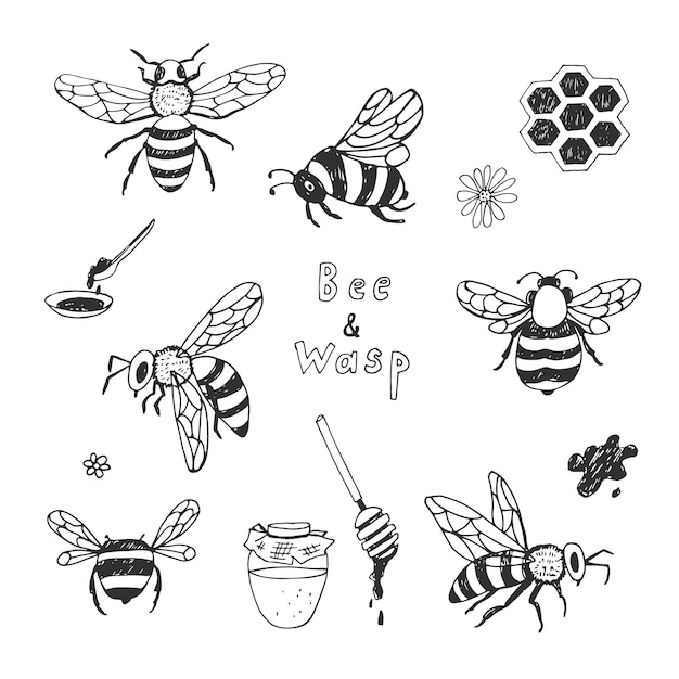 bees insects vector line illustrations set