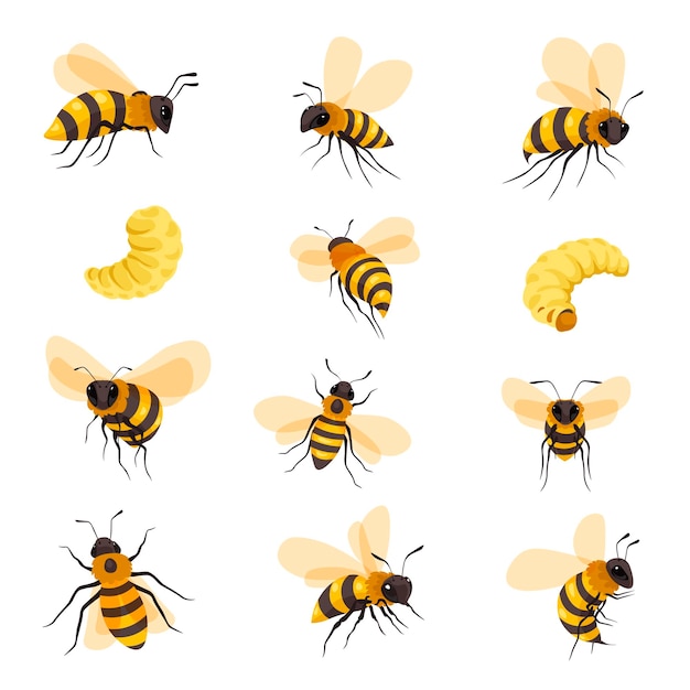 Vector bees lifecycle and portraits honeybee and larva