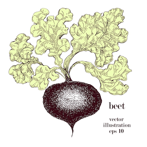 Barbabietola, illustrazione disegnata a mano di vettore della barbabietola. oggetto in stile vintage con incisione vegetale. può essere utilizzato per menu, etichette, mercato agricolo