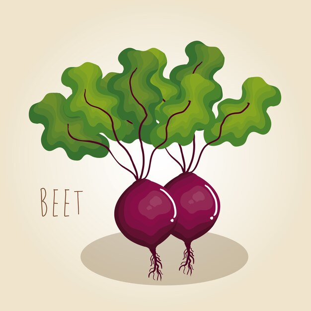 beet fresh vegetable icon 