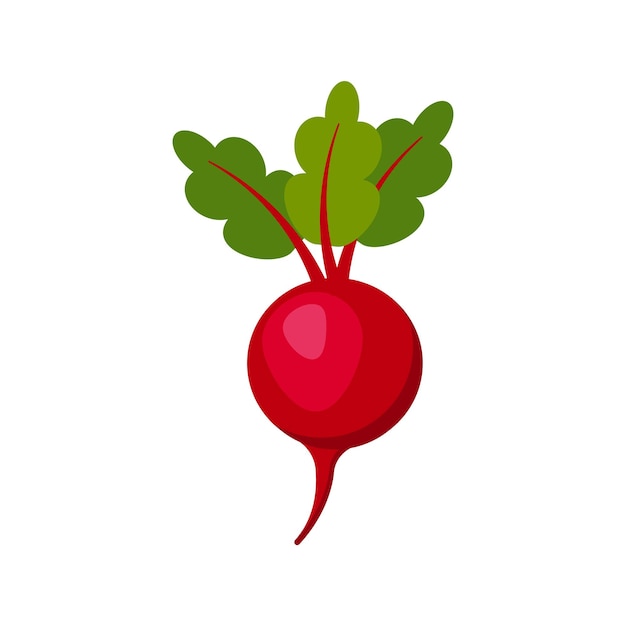 Beet isolated on white background Vector illustration