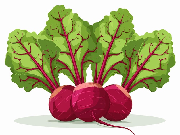 Vector beet isolated on white background