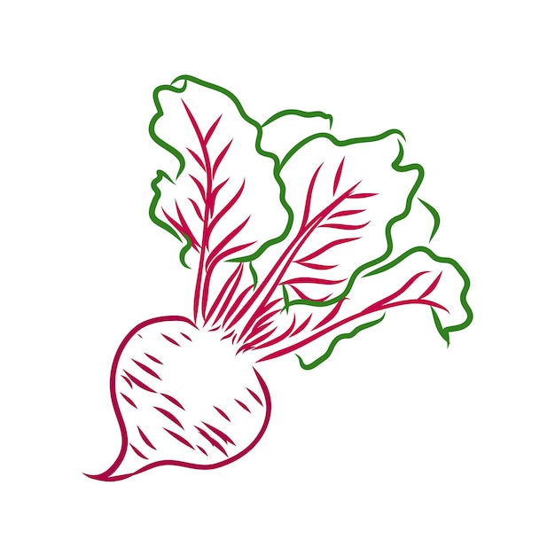 Vector beet line drawn on a white background. sketch beet colors. vegetables and leaves.