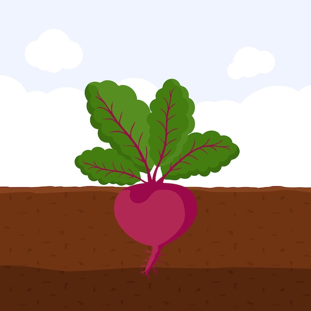 Vector beet in soil fresh organic vegetable garden plant growing underground cartoon flat