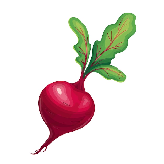 Beet vegetable icon illustration