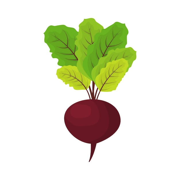 Vector beet with leaves vector illustration on white background