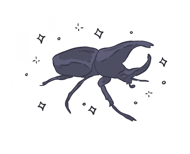 beetle doodle . beetle illustration