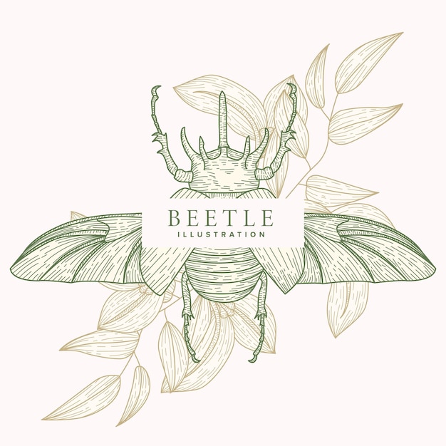 Beetle Illustration