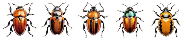 Vector beetle insect vector set geïsoleerd op wit