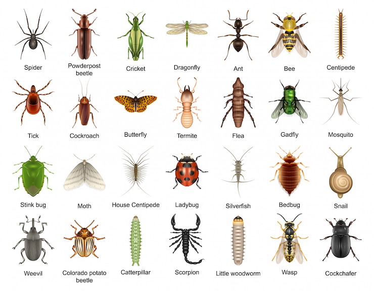 Vector beetle isolated realistic set icon. realistic set icon insect . illustration beetle on white background.