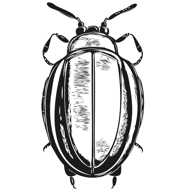 Эскиз жука ручной рисунок винтажных гравюр дикой природы в стиле векторной иллюстрации жуков