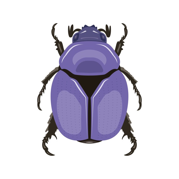Beetle. Top view. Can Be Used As Insect Symbols.