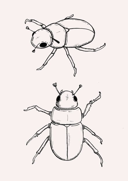 Vettore scarabeo