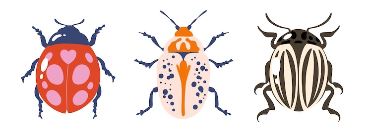 Vector beetles isolated illustrations wild nature insects cute bugs ladybug and potato beetle