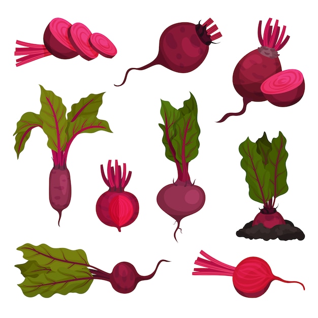 Beetroot concept. Root vegetable and organic food.