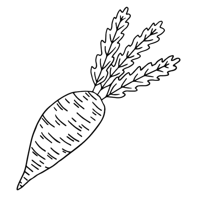 Icona di doodle di barbabietole. schizzo nero disegnato a mano. illustrazione vettoriale.