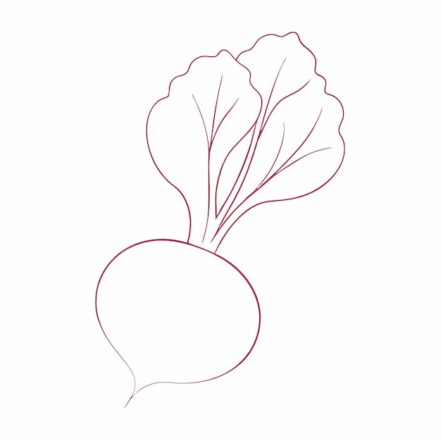ベートルーツは連続直線ベクトル 8 を描いています