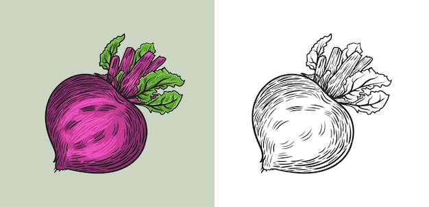 Vector beetroot hand drawn vintage engraving vector illustration