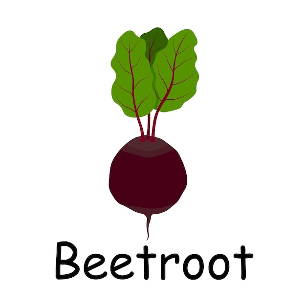 Vector beetroot illustration flat vector vegetables flashcard healthy lifestyle concept