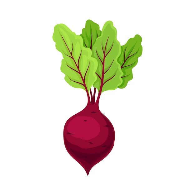 Beetroot is delicious and easy to add to a diet has vitamins mineral plant compounds and some medicinal properties Vegetable for salad and side dish