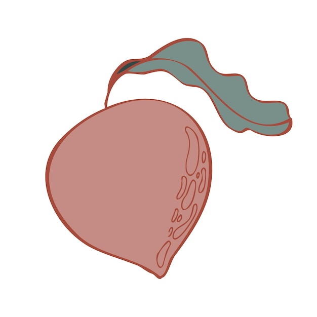 Beetroot vector isolated illustration sketch