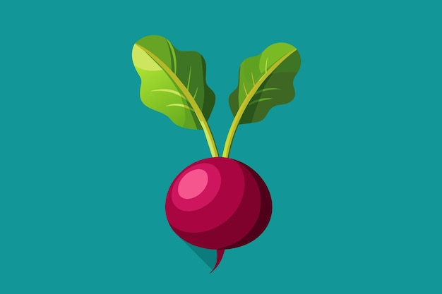 beetroot vegetable background