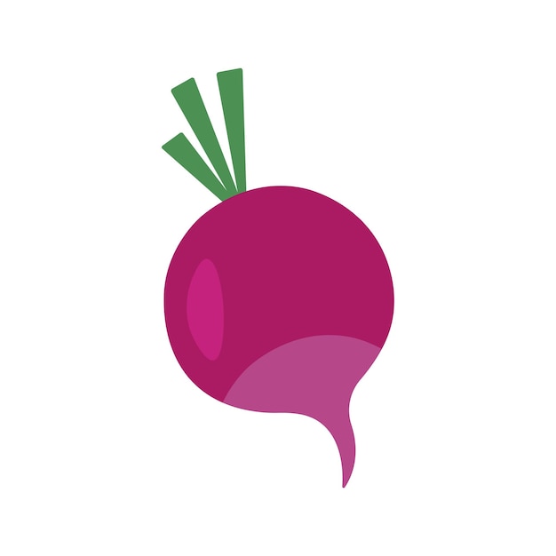 Beetroot vegetable vector illustration colored