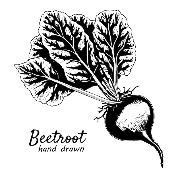 Beetroot with tops Ink sketch isolated on white background