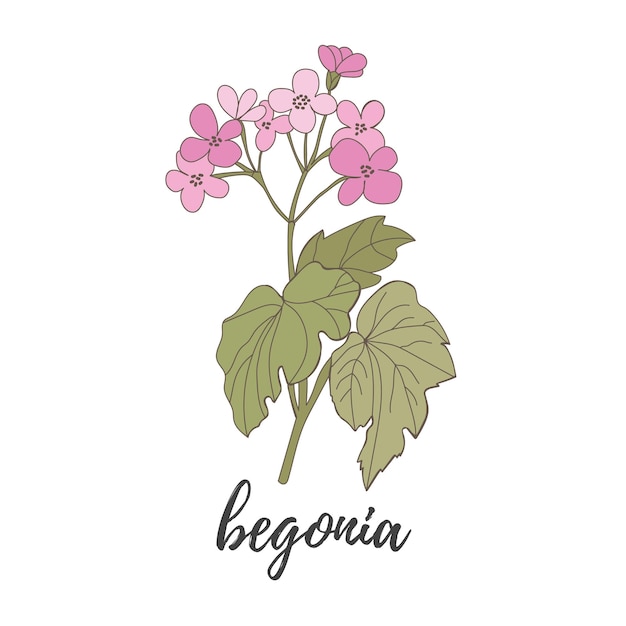 Begonia bloem op een witte achtergrond roze bloeiende begonia vector file