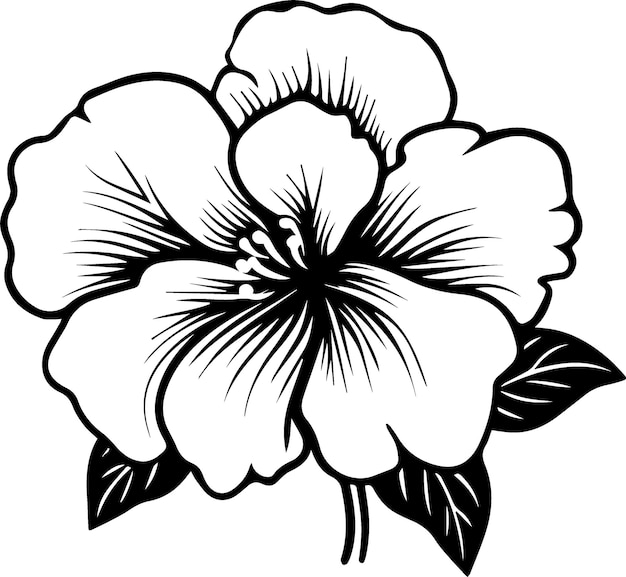 Vector begonia flower black and white illustration