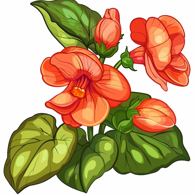 Vector begonia flowers