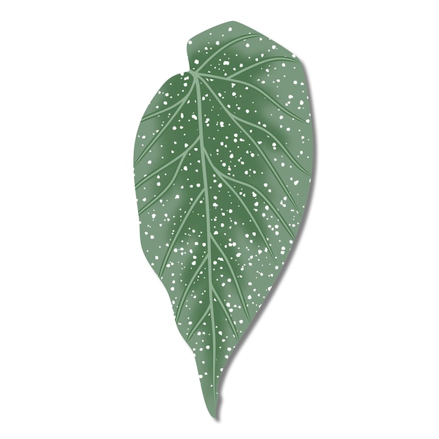 Begonia pianta lucerna illustrazione arte vettoriale