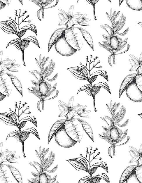Behang met botanische tekeningen kruiden in vector