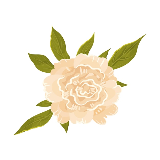 Beige peony flower top view Vector illustration on a white background