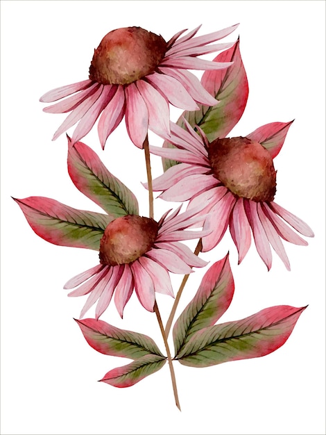 Beige Pink Autumn Echinacea Flower Bouquet Isolated on White Background. Fall Floral Clipart