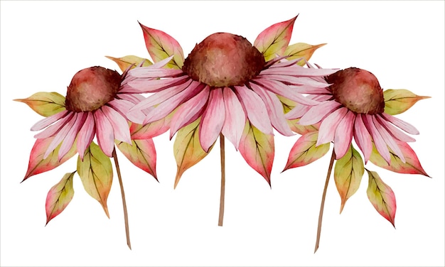 Beige Pink Autumn Echinacea Flower Composition Isolated on White Background. Fall Floral Clipart