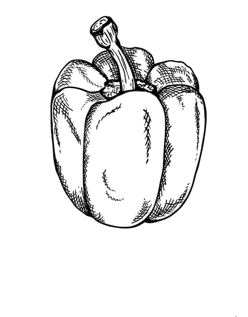 Schizzo disegnato a mano di peperone schizzo di verdure biologiche illustrazione vettoriale di stile inciso vegetale