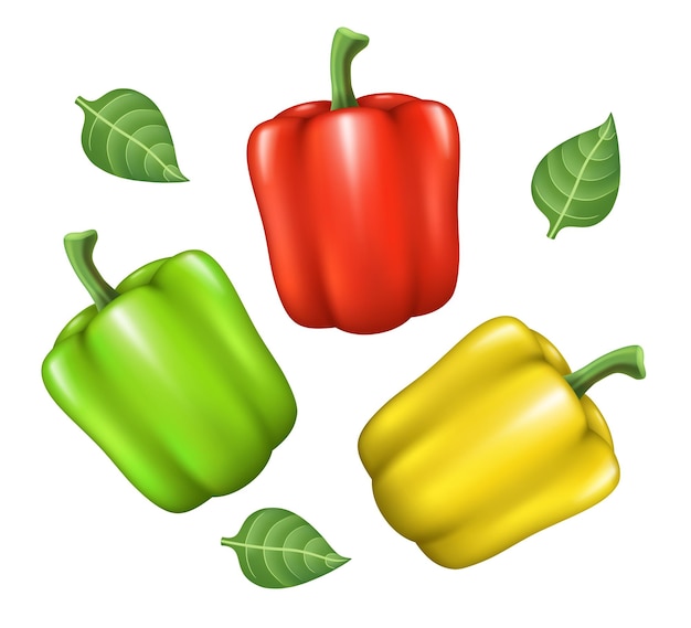 Bell pepper Red green and yellow sweet peppers Vector realistic illustration