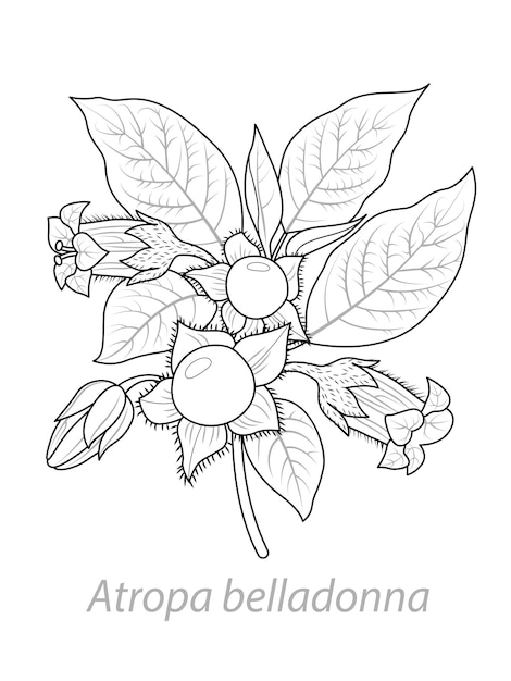 Belladonna plant in black and white Graphic vector illustration Coloring page