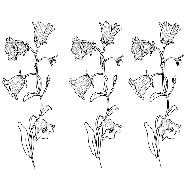 Bellflower-illustratie Een bloemenlijnkunstcompositie