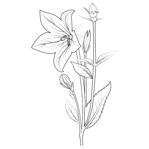 Vector bellflower with leaves line art plant branch vector botanical illustration coloring and pages