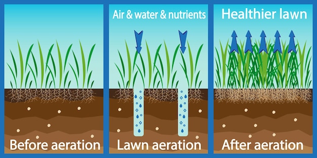 Vector beluchting van het gazon. verrijking met zuurstofwater en voedingsstoffen om de gazongroei te verbeteren. voor en na beluchting: tuinieren, gazononderhoud. voordelen, beluchting