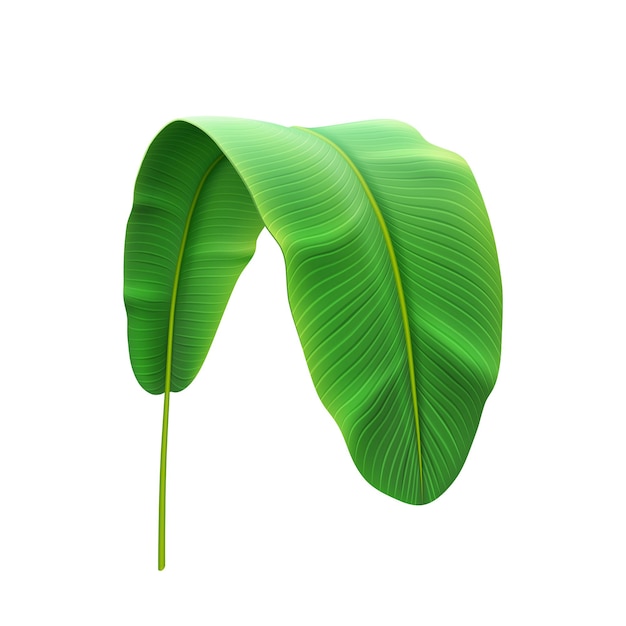 Vector bend or curved banana plant wild tropical leaf