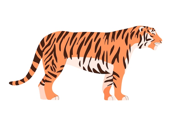 Vector bengal tiger in front of a white background