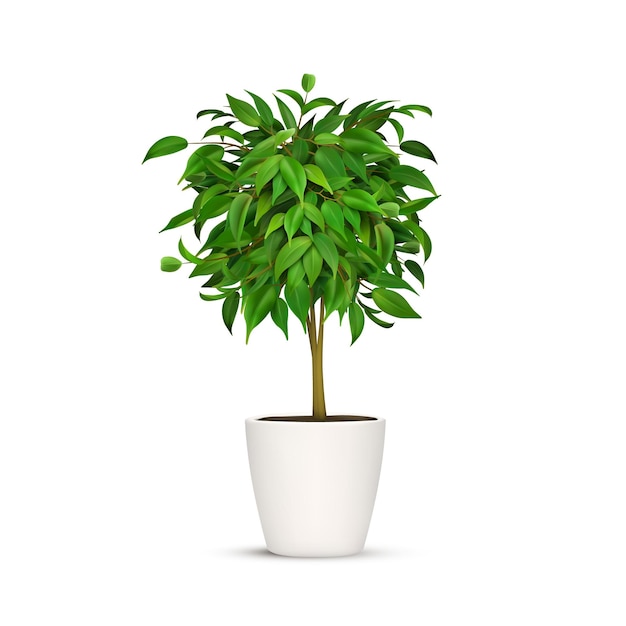 Vector benjamina ficus plant leaf green natural houseplant pot tree decoration garden botany design flower flowerpot decorative art isolated on white background vector illustration