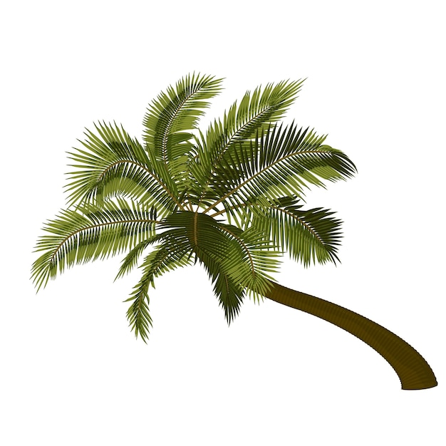 Vector bent coconut palm tree vector illustration of leaning palm tree image of tropical palm tree trunk