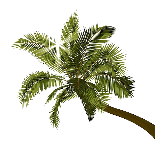 Vector bent coconut palm with sunbeams through foliage leaning palm tree with bright sun breaking through