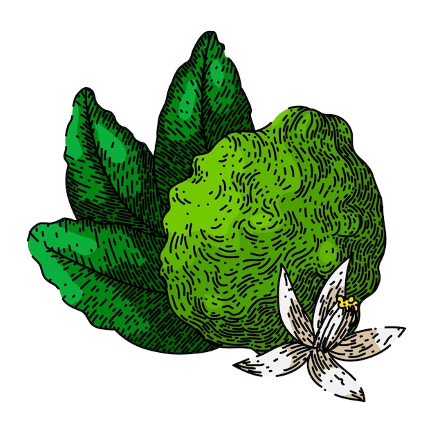 Bergamot fruit natuurlijke schets hand getekende vector