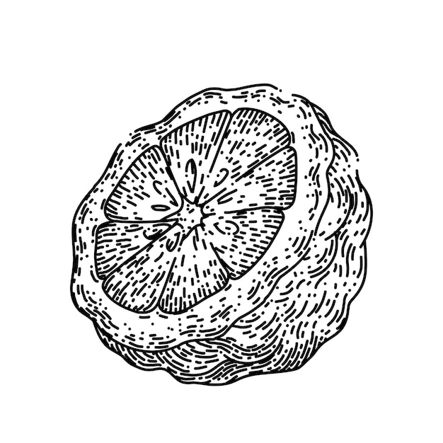 Bergamot gesneden fruit natuurlijke schets hand getekende vector