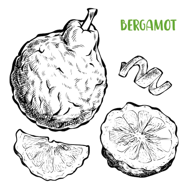 Vector bergamot illustratie handgetekende vectorillustratie citrusvoedsel banner met gravure voor een menu